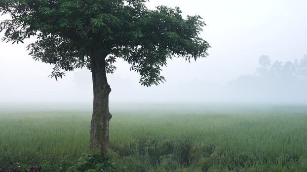 View of a lone tree in a foggy rice field Bangladesh.