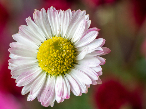 View of a close up of a white and pink daisy flower with a vibrant yellow center in a garden in Looe Cornwall United Kingdom. View of a close up of a white and pink daisy flower with a vibrant yellow center in a garden in Looe Cornwall United Kingdom.