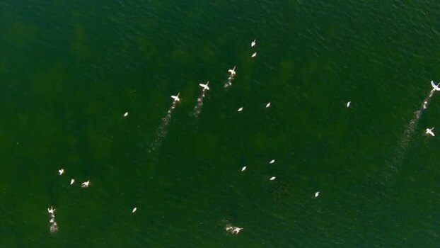 Aerial view of birds over Danube Delta Romania. Aerial view of birds over Danube Delta Romania.