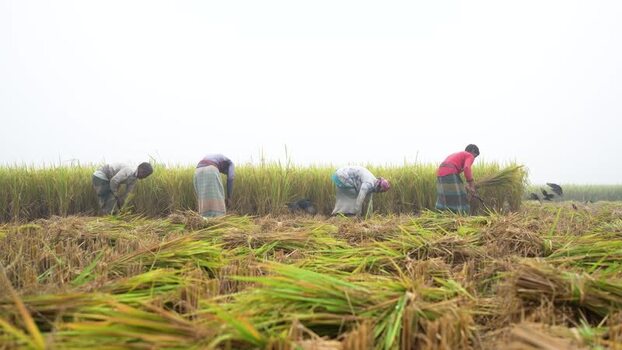 View of farmers harvesting rice in a paddy field Bangladesh. View of farmers harvesting rice in a paddy field Bangladesh.