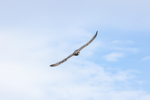 View of a falcon soaring through a clear blue sky with its wings spread wide in Selestat Grand Est France.