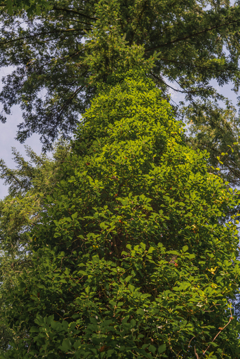 View of a tall tree trunk densely covered in vibrant green ivy and foliage reaching towards the forest canopy in Deer Park Looe Cornwall United Kingdom. View of a tall tree trunk densely covered in vibrant green ivy and foliage reaching towards the forest canopy in Deer Park Looe Cornwall United Kingdom.