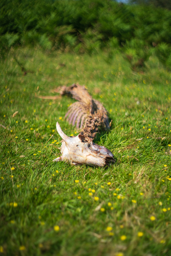 View of an animal skeleton with a skull and spine lying in a grassy meadow with yellow wildflowers in Minions Cornwall United Kingdom. View of an animal skeleton with a skull and spine lying in a grassy meadow with yellow wildflowers in Minions Cornwall United Kingdom.