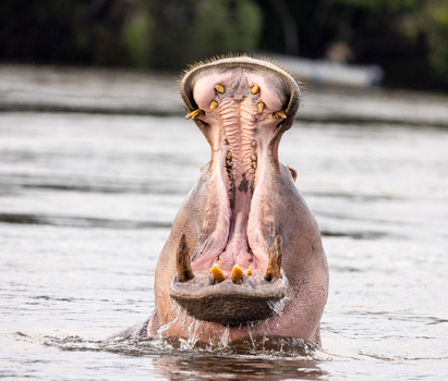 View of a hippopotamus with its mouth wide open in the water at Zambezi National Park Victoria Falls Matabeleland North Zimbabwe. View of a hippopotamus with its mouth wide open in the water at Zambezi National Park Victoria Falls Matabeleland North Zimbabwe.