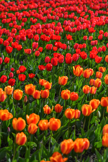 View of vibrant red and orange tulips blooming in a dense field at Peninsula San Pedro in San Carlos de Bariloche Rio Negro Province Argentina. View of vibrant red and orange tulips blooming in a dense field at Peninsula San Pedro in San Carlos de Bariloche Rio Negro Province Argentina.