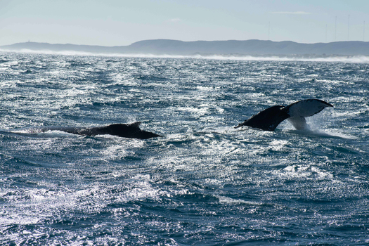 View of humpback whales breaching in the deep blue waters of the Indian Ocean near Ningaloo Reef with a distant coastline in Ningaloo Western Australia Australia. View of humpback whales breaching in the deep blue waters of the Indian Ocean near Ningaloo Reef with a distant coastline in Ningaloo Western Australia Australia.