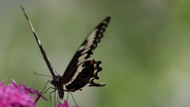 View of a swallowtail butterfly on a pink flower France.