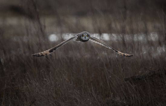 View of a short eared owl flying low over a grassy field with its wings spread wide in Delta British Columbia Canada. View of a short eared owl flying low over a grassy field with its wings spread wide in Delta British Columbia Canada.