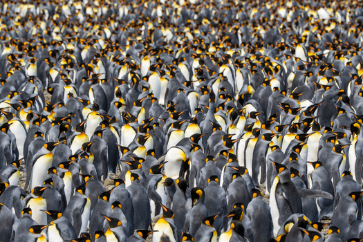 View of a large colony of King Penguins at Fortuna Bay with dense crowds of birds standing on the rocky terrain in South Georgia and the South Sandwich Islands. View of a large colony of King Penguins at Fortuna Bay with dense crowds of birds standing on the rocky terrain in South Georgia and the South Sandwich Islands.