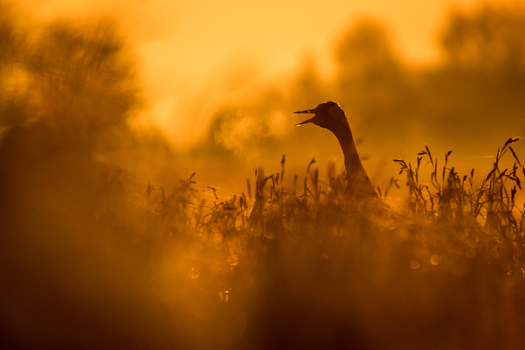 View of a crane calling out in the tall grass amidst morning mist during a golden sunrise in Debrzno Pomeranian Voivodeship Poland. View of a crane calling out in the tall grass amidst morning mist during a golden sunrise in Debrzno Pomeranian Voivodeship Poland.