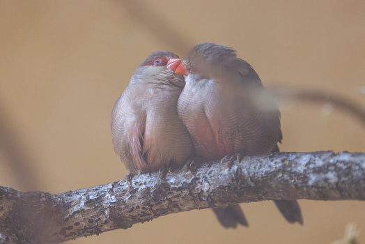 View of two small birds perched together on a branch with soft plumage and red beaks against a blurred background in Mulhouse Grand Est France.