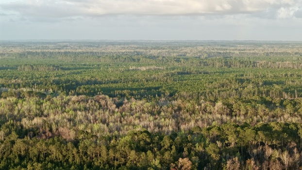 Aerial view of a lush tapestry of green and brown woodlands stretches to the horizon under a soft diffused light St. Augustine Florida United States. Aerial view of a lush tapestry of green and brown woodlands stretches to the horizon under a soft diffused light St. Augustine Florida United States.