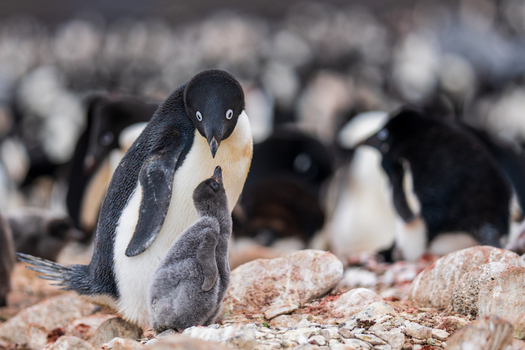 View of an Adelie penguin tending to its fluffy grey chick on the rocky terrain of Paulet Island Antarctica. View of an Adelie penguin tending to its fluffy grey chick on the rocky terrain of Paulet Island Antarctica.