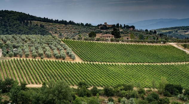 Aerial view of lush green vineyards and olive groves surrounding a traditional stone villa on the rolling hills of the Chianti wine region Greve in Chianti Tuscany Italy. Aerial view of lush green vineyards and olive groves surrounding a traditional stone villa on the rolling hills of the Chianti wine region Greve in Chianti Tuscany Italy.