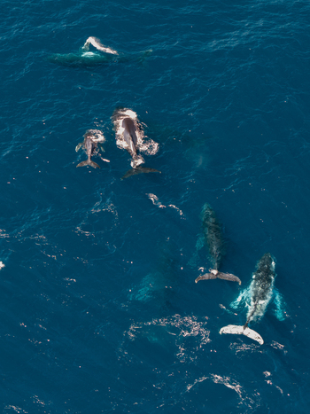 Aerial view of a pod of humpback whales swimming in the deep blue ocean near Long Reef Headland in Collaroy New South Wales Australia. Aerial view of a pod of humpback whales swimming in the deep blue ocean near Long Reef Headland in Collaroy New South Wales Australia.