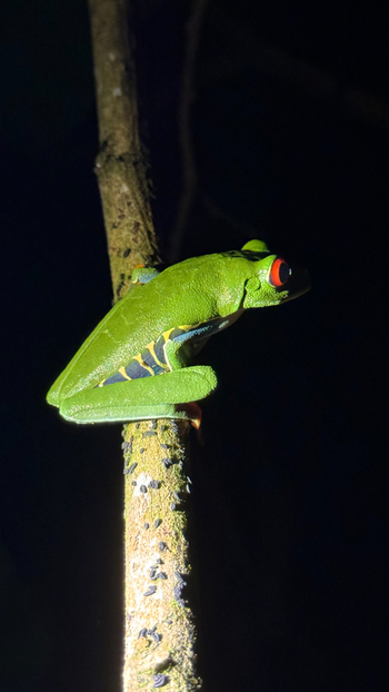 View of an emerald tree frog with vibrant red eyes clinging to a slender branch against the inky blackness Roxana Limón Province Costa Rica. View of an emerald tree frog with vibrant red eyes clinging to a slender branch against the inky blackness Roxana Limón Province Costa Rica.
