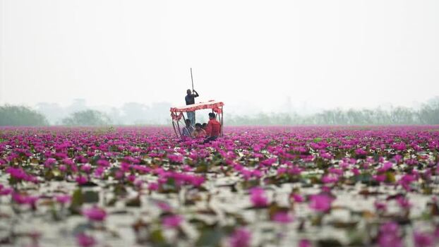 View of people in a boat on a pink water lily pond Bangladesh. View of people in a boat on a pink water lily pond Bangladesh.