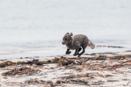 Svalbard and Jan Mayen 21 July 2025 View of an Arctic fox in its dark summer coat jumping over driftwood on a sandy beach with seaweed and the ocean in the background. Svalbard and Jan Mayen 21 July 2025 View of an Arctic fox in its dark summer coat jumping over driftwood on a sandy beach with seaweed and the ocean in the background.