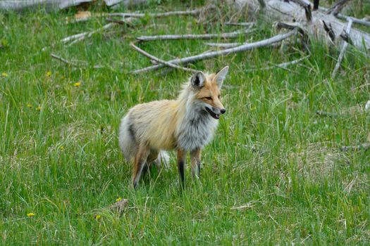 View of a red fox standing in a lush green meadow with wildflowers and fallen logs in the background at Yellowstone National Park United States. View of a red fox standing in a lush green meadow with wildflowers and fallen logs in the background at Yellowstone National Park United States.