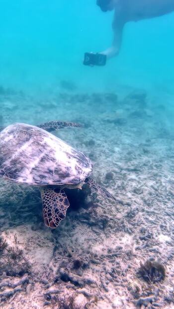 View of a sea turtle swimming underwater in Bali Indonesia. View of a sea turtle swimming underwater in Bali Indonesia.