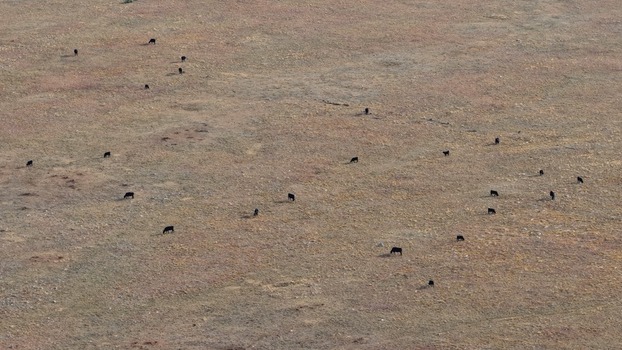 Aerial view of a herd of cattle grazing in a vast dry pasture in Golden Colorado United States.
