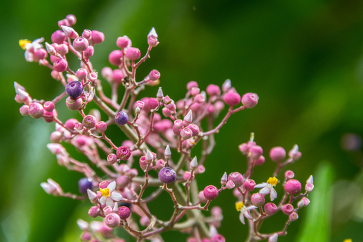 View of a cluster of small pink berries and delicate white flowers on a plant in Costa Rica.