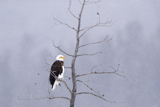 View of a bald eagle perched on a bare tree branch during a snowy winter day in Yellowstone National Park Wyoming United States. View of a bald eagle perched on a bare tree branch during a snowy winter day in Yellowstone National Park Wyoming United States.