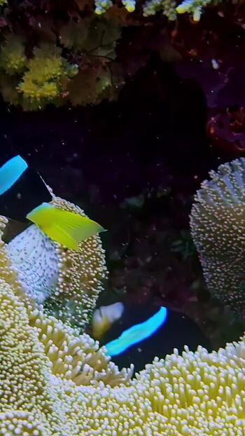 View of tropical fish swimming among coral reefs in Bali Indonesia. View of tropical fish swimming among coral reefs in Bali Indonesia.