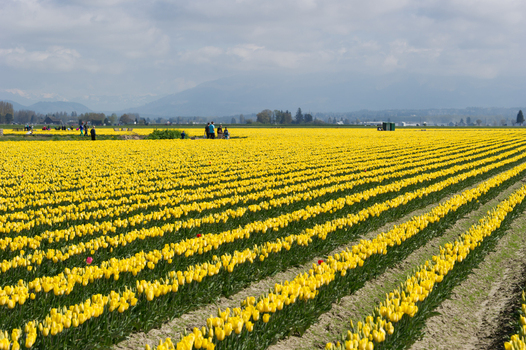 View of rows of vibrant yellow tulips in a field with people walking in the distance under a cloudy sky with mountains in the background in La Conner Washington United States.