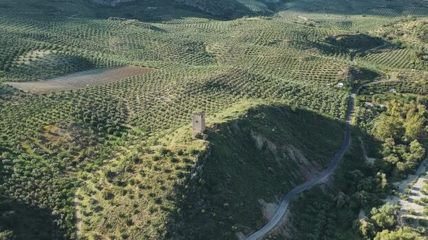 Aerial view of a historic stone tower and olive groves Spain.