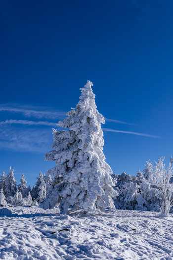 View of snow laden evergreens glisten under a vibrant blue sky creating a serene winter wonderland Sasbach Baden Württemberg Germany. View of snow laden evergreens glisten under a vibrant blue sky creating a serene winter wonderland Sasbach Baden Württemberg Germany.