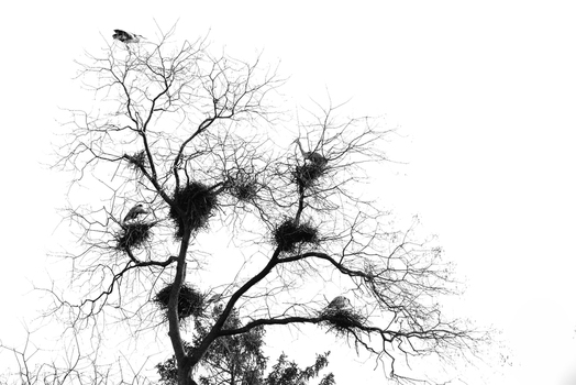 View of several herons nesting in the bare branches of a tall tree against a bright sky in Mulhouse Grand Est France.