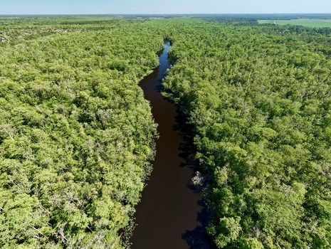 Aerial view of Sixmile Creek winding through a dense green forest and lush wetlands under a clear blue sky in St. Johns County Florida United States.