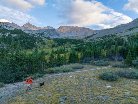 Aerial view of a hiker with a dog walking along a mountain trail near Mount Harvard surrounded by pine forests alpine meadows and rocky peaks in Buena Vista Colorado United States.
