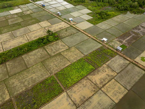 Aerial view of Sumbawa rice paddies with geometric fields small huts and a dirt path winding through the lush landscape in West Nusa Tenggara Indonesia. Aerial view of Sumbawa rice paddies with geometric fields small huts and a dirt path winding through the lush landscape in West Nusa Tenggara Indonesia.