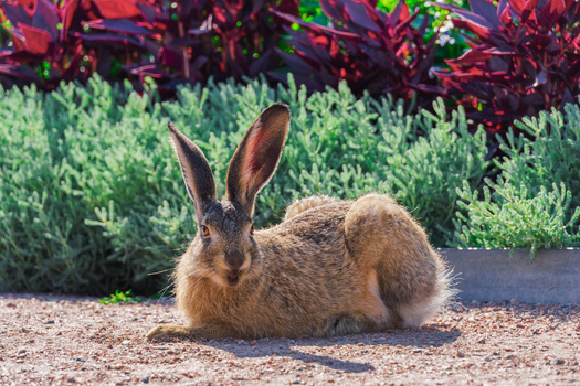 View of a European hare resting on a gravel path in a garden with green and purple foliage in Helsinki Uusimaa Finland.