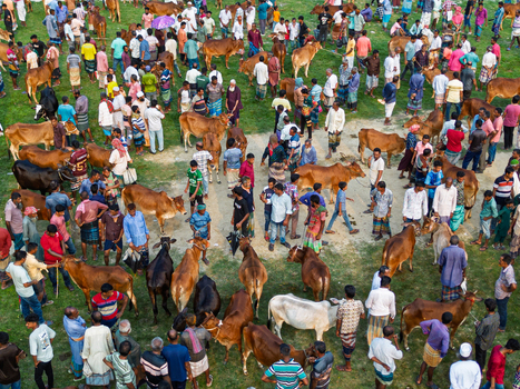Akkelpur Upazila Bangladesh 20 May 2026 Aerial view of a crowded cattle market with many people and livestock gathered on a grassy field under bright daylight. Akkelpur Upazila Bangladesh 20 May 2026 Aerial view of a crowded cattle market with many people and livestock gathered on a grassy field under bright daylight.