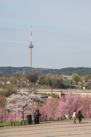 View of the Vilnius TV Tower rising above blooming cherry blossoms and people walking in a park in Vilnius Vilnius County Lithuania. View of the Vilnius TV Tower rising above blooming cherry blossoms and people walking in a park in Vilnius Vilnius County Lithuania.