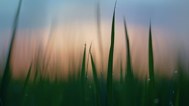 View of green grass blades with dew drops Bangladesh. View of green grass blades with dew drops Bangladesh.