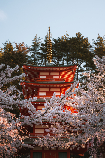 View of the vibrant red Chureito Pagoda rising amidst a sea of delicate cherry blossoms a serene contrast against the clear sky Fujiyoshida Yamanashi Japan.