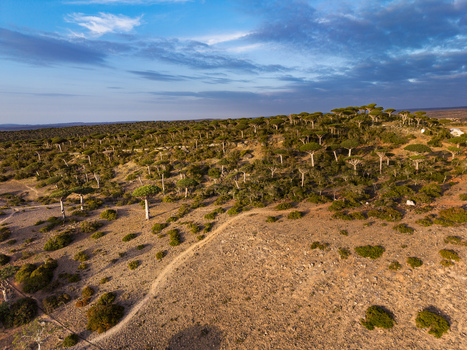 Aerial view of the unique Dragon s Blood Trees a surreal landscape where ancient trees stand against the pale sky Firmihin Socotra Yemen.