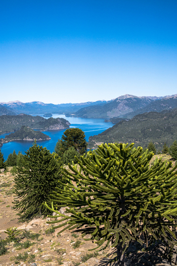 View of Alumine Lake and the surrounding mountainous landscape with distinctive Araucaria trees in the foreground under a clear blue sky in Neuquen Neuquen Province Argentina.