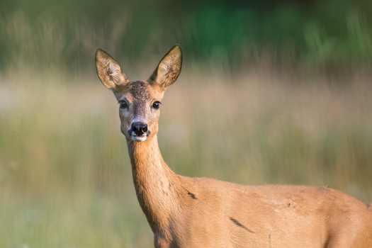 View of a roe deer standing in a grassy meadow with soft natural lighting in Debrzno Pomeranian Voivodeship Poland. View of a roe deer standing in a grassy meadow with soft natural lighting in Debrzno Pomeranian Voivodeship Poland.