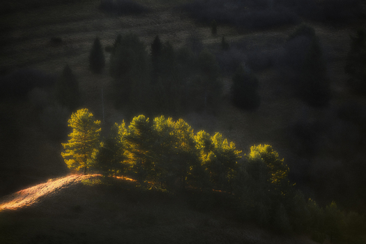 View of a cluster of evergreen trees illuminated by golden sunlight on a dark hillside during sunset in Slovakia.