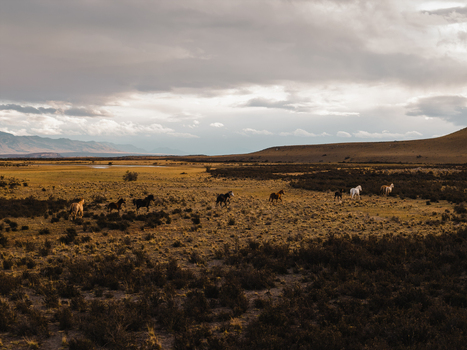 Aerial view of a herd of horses grazing in the vast arid landscape of the Patagonian steppe with distant mountains under a cloudy sky in El Chalten Santa Cruz Province Argentina. Aerial view of a herd of horses grazing in the vast arid landscape of the Patagonian steppe with distant mountains under a cloudy sky in El Chalten Santa Cruz Province Argentina.