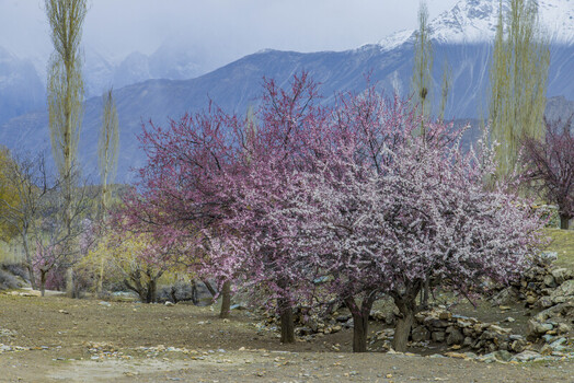 View of blossoming apricot trees with pink and white flowers against a backdrop of snow capped mountains and tall poplar trees in Gilgit Baltistan Pakistan.