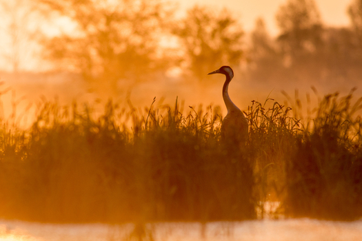 View of a common crane standing in tall marsh grass during a golden sunrise in Debrzno Pomeranian Voivodeship Poland. View of a common crane standing in tall marsh grass during a golden sunrise in Debrzno Pomeranian Voivodeship Poland.