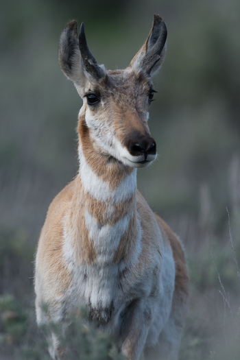 View of a young pronghorn antelope standing in the natural landscape of Yellowstone National Park United States. View of a young pronghorn antelope standing in the natural landscape of Yellowstone National Park United States.