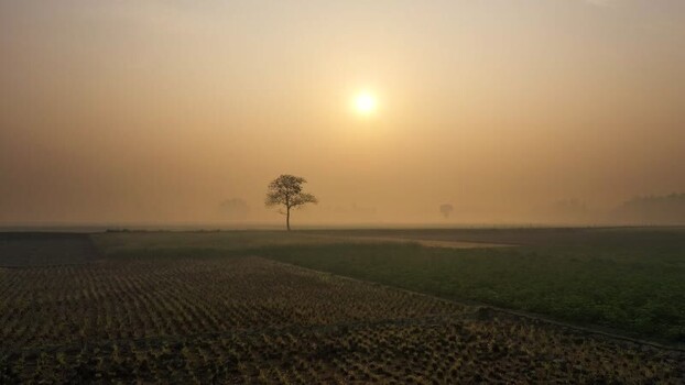 View of a lone tree in a misty field at sunrise Bangladesh. View of a lone tree in a misty field at sunrise Bangladesh.