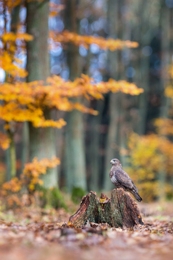 View of a common buzzard perched on a tree stump in a forest with vibrant autumn foliage in Debrzno Pomeranian Voivodeshi Poland.
